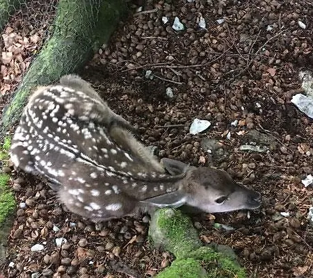 Herenhuet * Brienz (Bern)