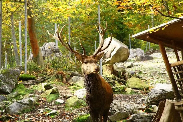 Herenhuet Apartament Brienz (Bern)