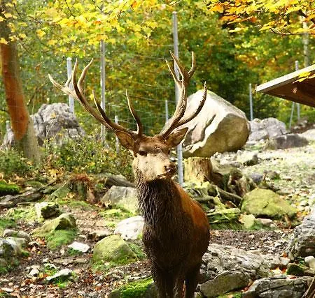 Herenhuet Appartement Brienz (Bern)