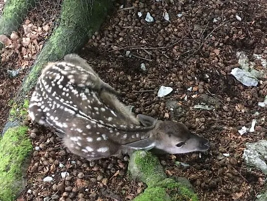 Herenhuet * Brienz (Bern)